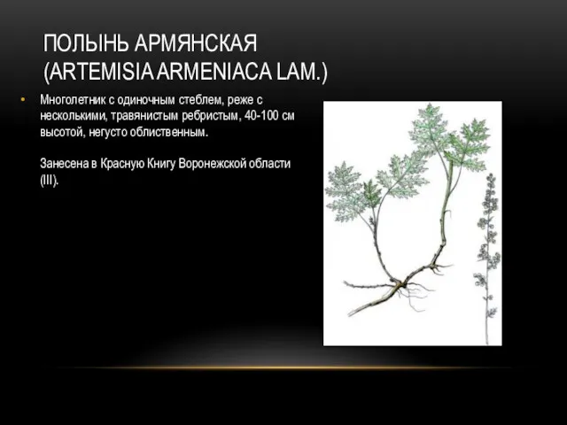 ПОЛЫНЬ АРМЯНСКАЯ (ARTEMISIA ARMENIACA LAM.) Многолетник с одиночным стеблем, реже с несколькими, травянистым