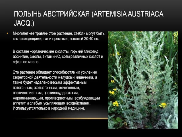 ПОЛЫНЬ АВСТРИЙСКАЯ (ARTEMISIA AUSTRIACA JACQ.) Многолетнее травянистое растение, стебли могут быть как восходящими,