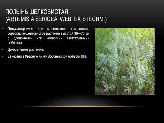 ПОЛЫНЬ ШЕЛКОВИСТАЯ (ARTEMISIA SERICEA WEB. EX STECHM.) Полукустарничек или многолетнее травянистое серебристо-шелковистое растение
