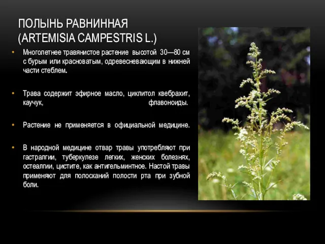 ПОЛЫНЬ РАВНИННАЯ (ARTEMISIA CAMPESTRIS L.) Многолетнее травянистое растение высотой 30—80 см с бурым