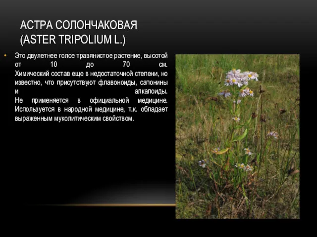 АСТРА СОЛОНЧАКОВАЯ (ASTER TRIPOLIUM L.) Это двулетнее голое травянистое растение, высотой от 10