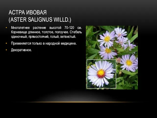 АСТРА ИВОВАЯ (ASTER SALIGNUS WILLD.) Многолетнее растение высотой 70-120 см. Корневище длинное, толстое,