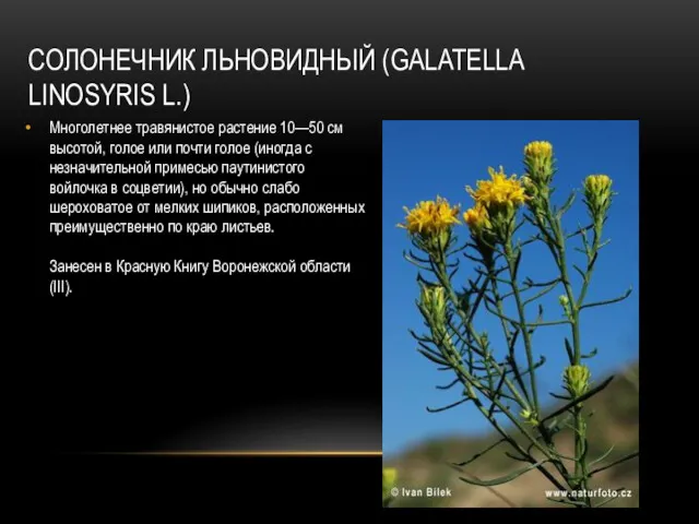 СОЛОНЕЧНИК ЛЬНОВИДНЫЙ (GALATELLA LINOSYRIS L.) Многолетнее травянистое растение 10—50 см высотой, голое или