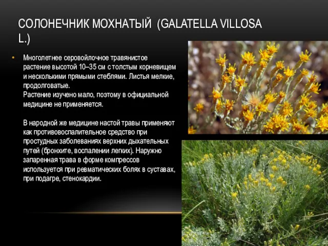 СОЛОНЕЧНИК МОХНАТЫЙ (GALATELLA VILLOSA L.) Многолетнее серовойлочное травянистое растение высотой 10–35 см с