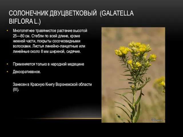 СОЛОНЕЧНИК ДВУЦВЕТКОВЫЙ (GALATELLA BIFLORA L.) Многолетнее травянистое растение высотой 25—80 см. Стебли по