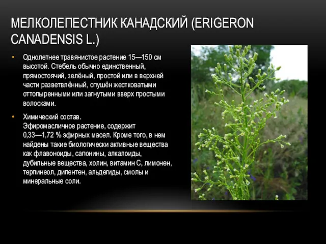 МЕЛКОЛЕПЕСТНИК КАНАДСКИЙ (ERIGERON CANADENSIS L.) Однолетнее травянистое растение 15—150 см высотой. Стебель обычно