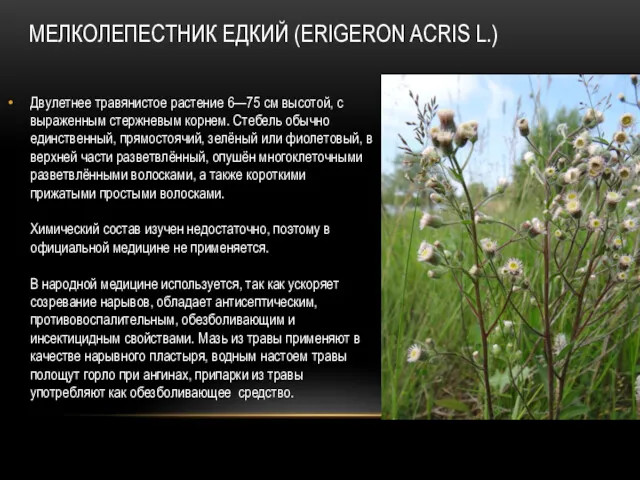 МЕЛКОЛЕПЕСТНИК ЕДКИЙ (ERIGERON ACRIS L.) Двулетнее травянистое растение 6—75 см высотой, с выраженным