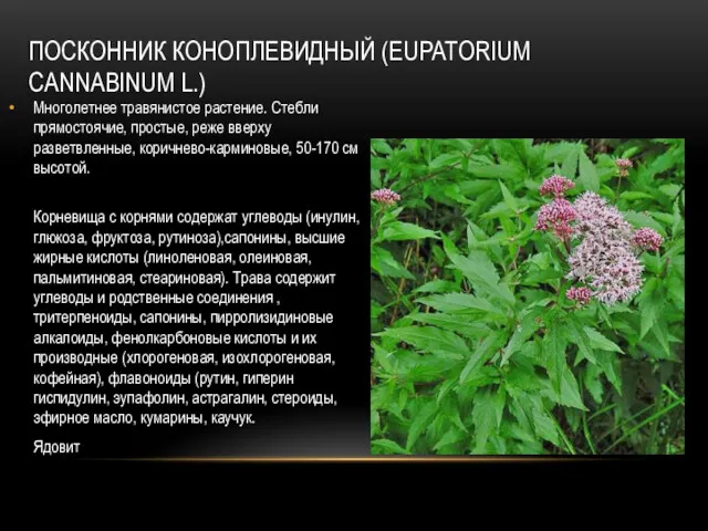ПОСКОННИК КОНОПЛЕВИДНЫЙ (EUPATORIUM CANNABINUM L.) Многолетнее травянистое растение. Стебли прямостоячие, простые, реже вверху