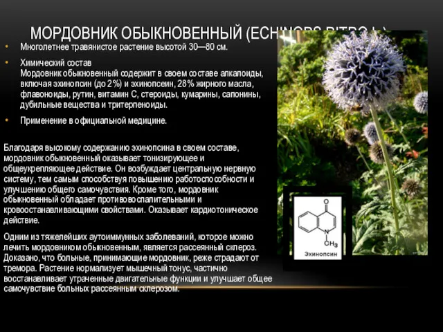 МОРДОВНИК ОБЫКНОВЕННЫЙ (ECHINOPS RITRO L.) Многолетнее травянистое растение высотой 30—80 см. Химический состав