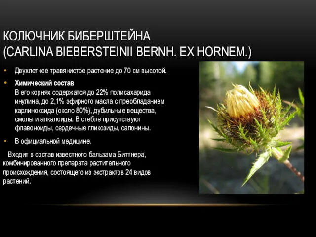 КОЛЮЧНИК БИБЕРШТЕЙНА (CARLINA BIEBERSTEINII BERNH. EX HORNEM.) Двухлетнее травянистое растение до 70 см