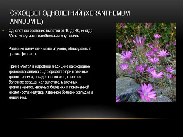 СУХОЦВЕТ ОДНОЛЕТНИЙ (XERANTHEMUM ANNUUM L.) Однолетнее растение высотой от 10 до 40, иногда