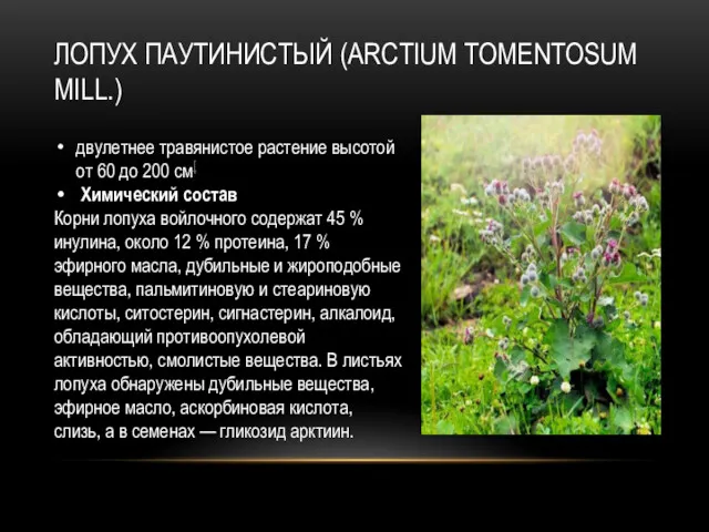 ЛОПУХ ПАУТИНИСТЫЙ (ARCTIUM TOMENTOSUM MILL.) двулетнее травянистое растение высотой от 60 до 200