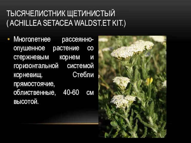ТЫСЯЧЕЛИСТНИК ЩЕТИНИСТЫЙ ( ACHILLEA SETACEA WALDST.ET KIT.) Многолетнее рассеянно-опушенное растение со стержневым корнем