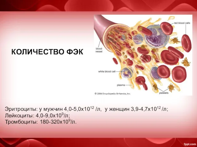 КОЛИЧЕСТВО ФЭК Эритроциты: у мужчин 4,0-5,0х1012 /л, у женщин 3,9-4,7х1012 /л; Лейкоциты: 4,0-9,0х109/л; Тромбоциты: 180-320х109/л.