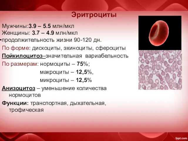 Эритроциты Мужчины:3.9 – 5.5 млн/мкл Женщины: 3.7 – 4.9 млн/мкл продолжительность жизни 90-120