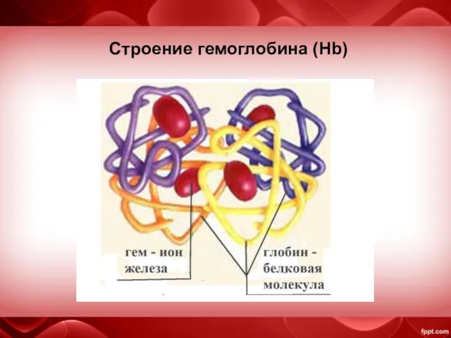 Строение гемоглобина (Hb)