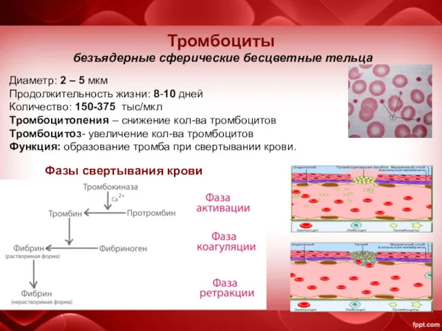 Тромбоциты безъядерные сферические бесцветные тельца Диаметр: 2 – 5 мкм Продолжительность жизни: 8-10