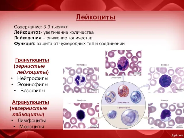 Лейкоциты Гранулоциты (зернистые лейкоциты) Нейтрофилы Эозинофилы Базофилы Агранулоциты (незернистые лейкоциты) Лимфоциты Моноциты Содержание: