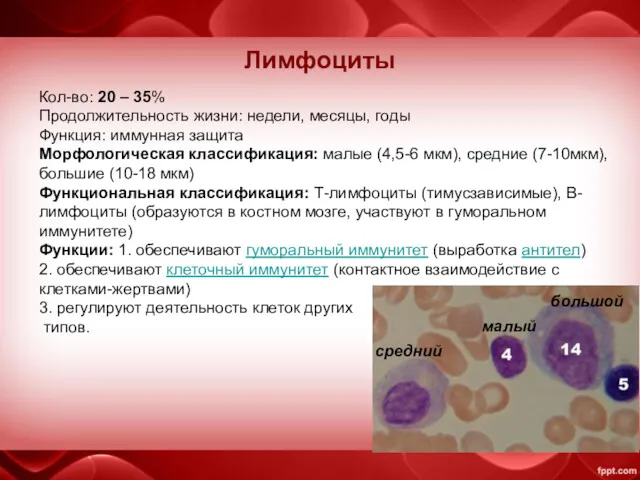 Лимфоциты Кол-во: 20 – 35% Продолжительность жизни: недели, месяцы, годы Функция: иммунная защита