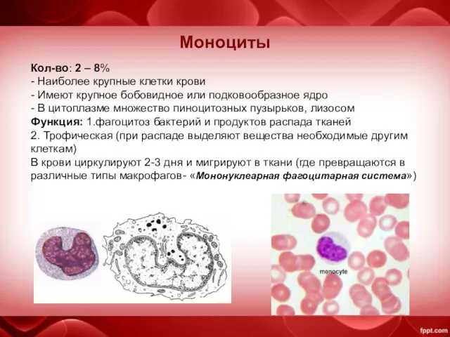 Моноциты Кол-во: 2 – 8% - Наиболее крупные клетки крови