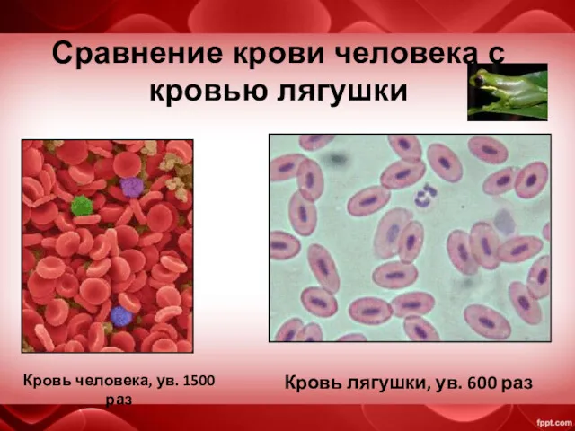 Сравнение крови человека с кровью лягушки Кровь человека, ув. 1500 раз Кровь лягушки, ув. 600 раз