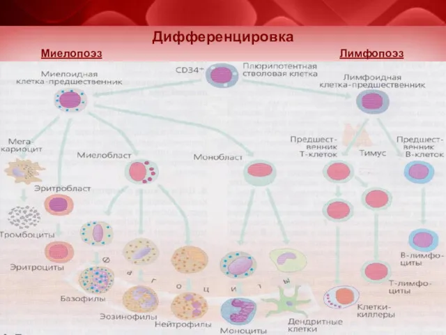 Дифференцировка Миелопоэз Лимфопоэз