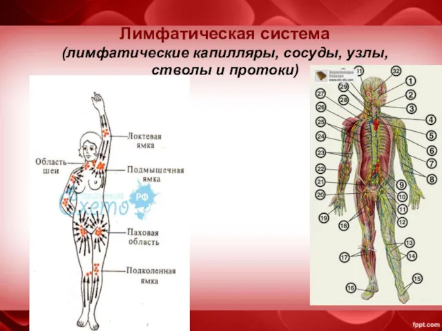 Лимфатическая система (лимфатические капилляры, сосуды, узлы, стволы и протоки)