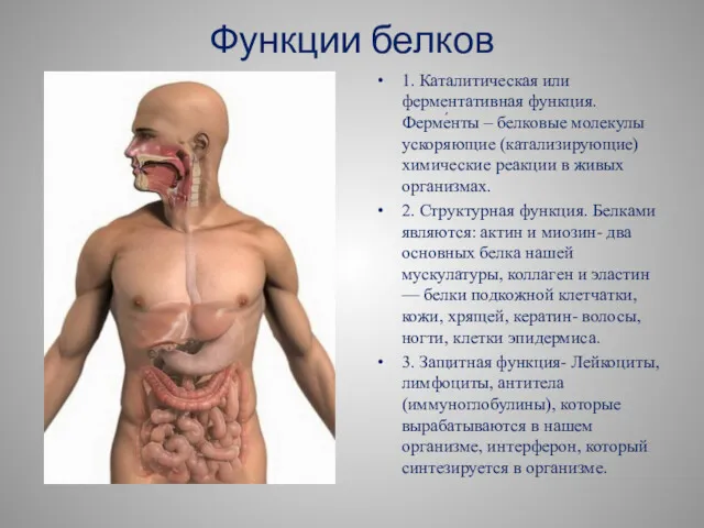 Функции белков 1. Каталитическая или ферментативная функция. Ферме́нты – белковые