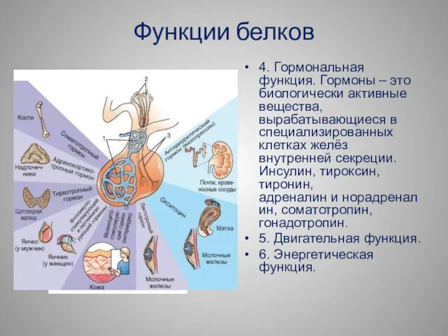 Функции белков 4. Гормональная функция. Гормоны – это биологически активные