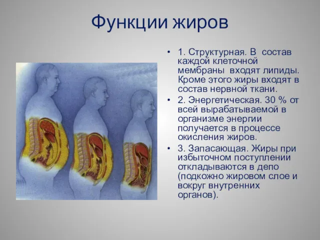 Функции жиров 1. Структурная. В состав каждой клеточной мембраны входят