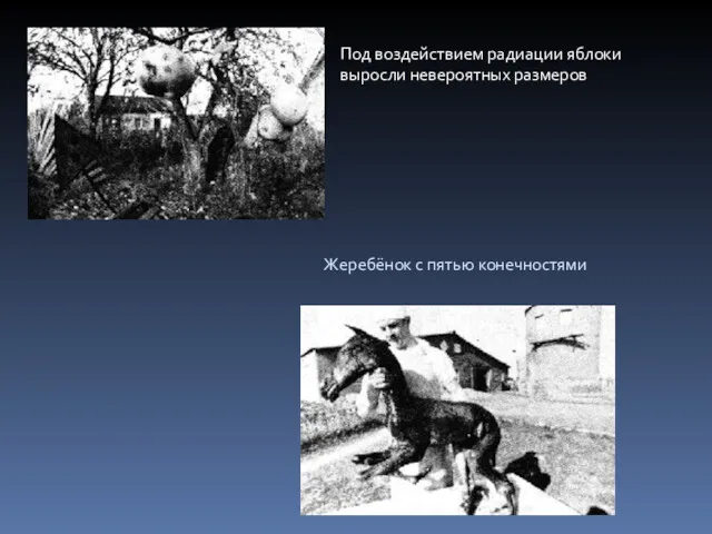 Под воздействием радиации яблоки выросли невероятных размеров Жеребёнок с пятью конечностями