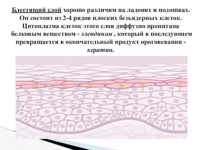 Блестящий слой хорошо различим на ладонях и подошвах. Он состоит