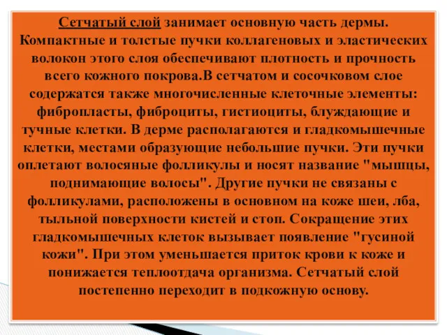 Сетчатый слой занимает основную часть дермы. Компактные и толстые пучки