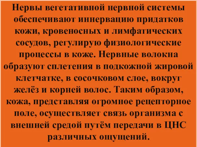 Нервы вегетативной нервной системы обеспечивают иннервацию придатков кожи, кровеносных и