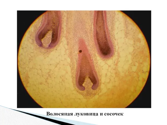 Волосяная луковица и сосочек