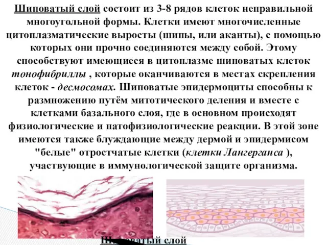 Шиповатый слой состоит из 3-8 рядов клеток неправильной многоугольной формы.