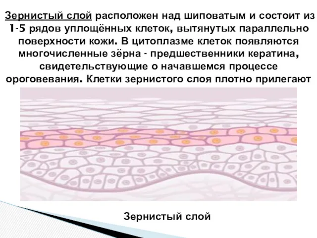 Зернистый слой расположен над шиповатым и состоит из 1-5 рядов