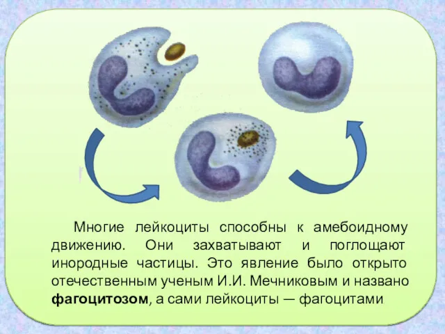 Многие лейкоциты способны к амебоидному дви­жению. Они захватывают и поглощают