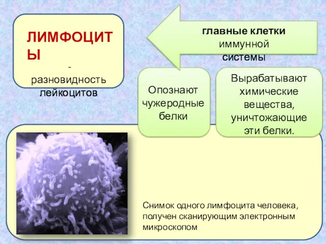 Вырабатывают химические вещества, уничтожающие эти белки. ЛИМФОЦИТЫ главные клетки иммунной