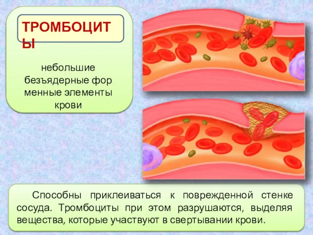 Способны приклеиваться к поврежденной стенке сосуда. Тромбоциты при этом разрушаются,