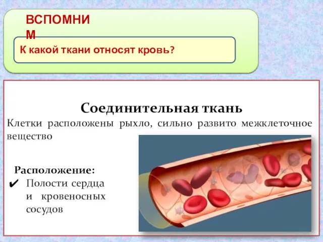 ВСПОМНИМ К какой ткани относят кровь? Соединительная ткань Клетки расположены