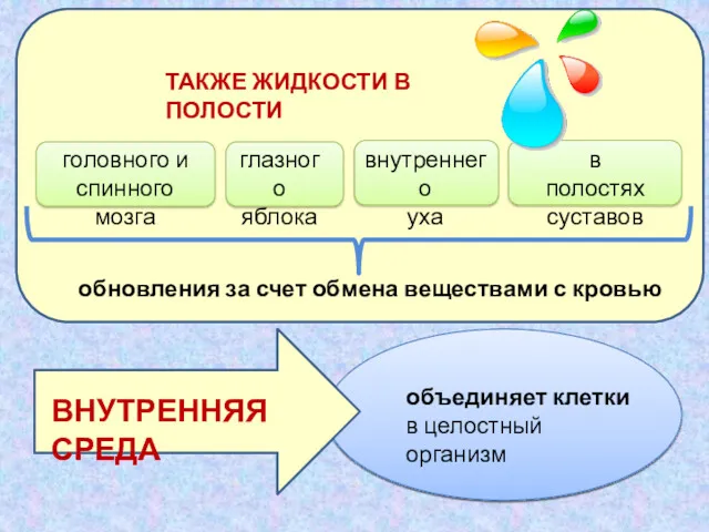 обновления за счет обмена веществами с кровью ТАКЖЕ ЖИДКОСТИ В