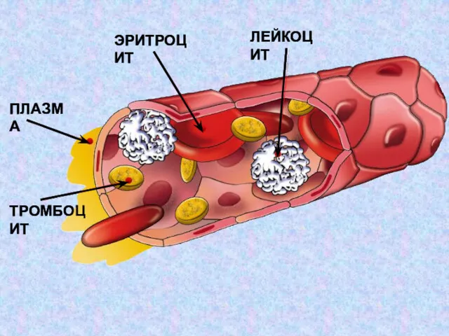 ЭРИТРОЦИТ ЛЕЙКОЦИТ ПЛАЗМА ТРОМБОЦИТ