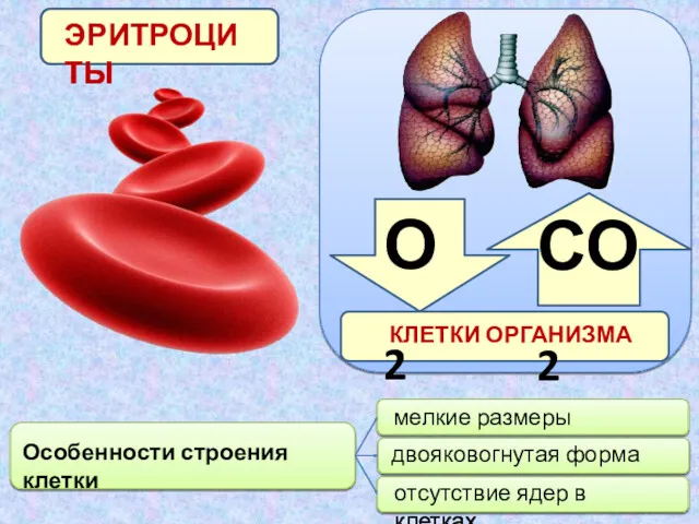 Особенности строения клетки ЭРИТРОЦИТЫ КЛЕТКИ ОРГАНИЗМА О2 СО2 мелкие размеры двояковогнутая форма отсутствие ядер в клетках