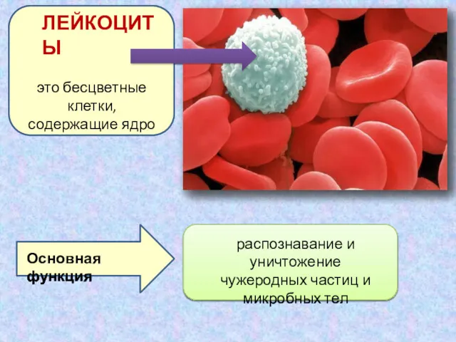 ЛЕЙКОЦИТЫ это бесцветные клетки, содержащие ядро распознавание и уничтожение чужеродных частиц и микробных тел Основная функция