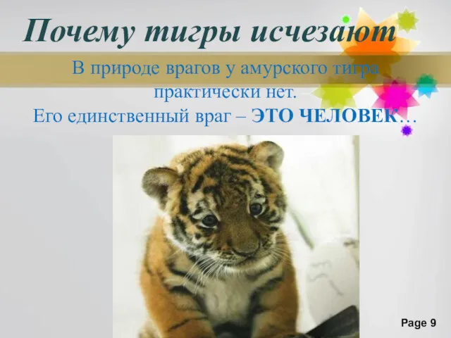 Почему тигры исчезают В природе врагов у амурского тигра практически нет. Его единственный