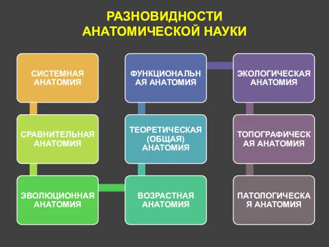 РАЗНОВИДНОСТИ АНАТОМИЧЕСКОЙ НАУКИ