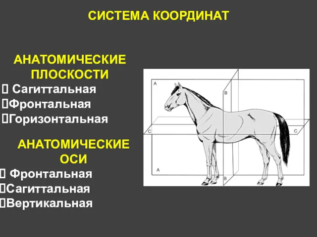 СИСТЕМА КООРДИНАТ АНАТОМИЧЕСКИЕ ПЛОСКОСТИ Сагиттальная Фронтальная Горизонтальная АНАТОМИЧЕСКИЕ ОСИ Фронтальная Сагиттальная Вертикальная