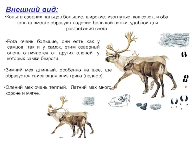 Внешний вид: Копыта средних пальцев большие, широкие, изогнутые, как совок,