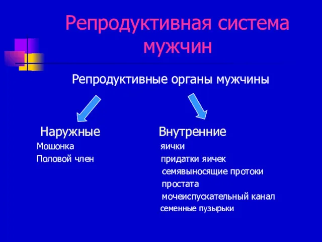 Репродуктивная система мужчин Репродуктивные органы мужчины Наружные Внутренние Мошонка яички Половой член придатки